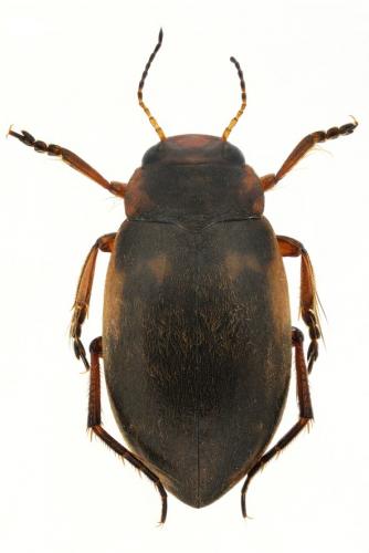Hydroporus figuratus